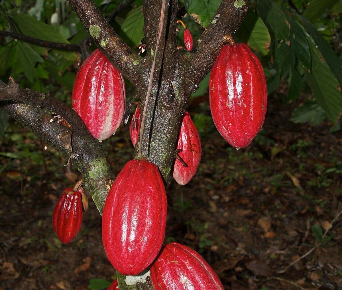 Cacao pods ripening on the tree