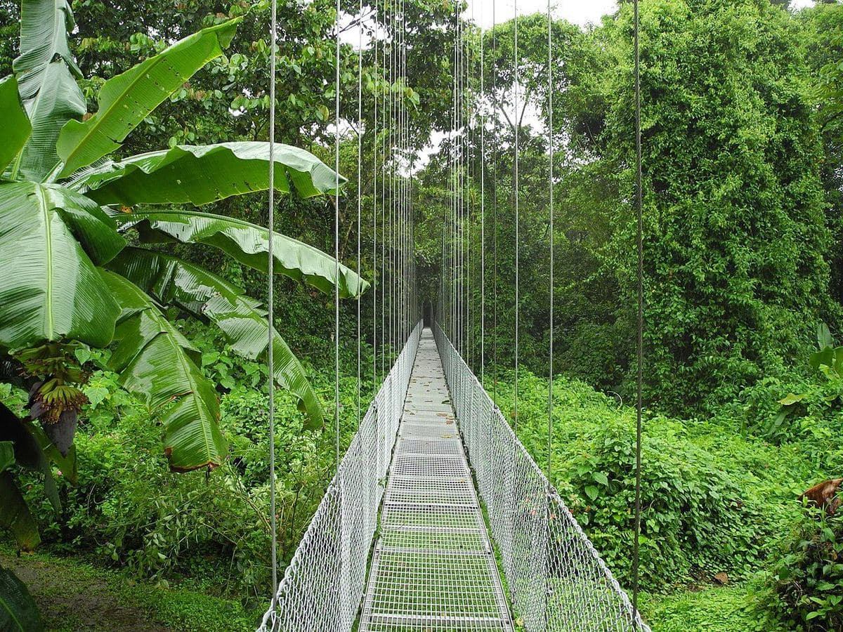 Hanging bridge through the Arenal rainforest canopy