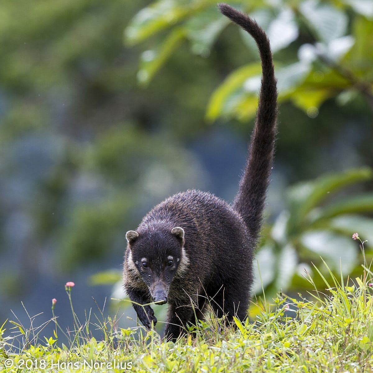 White nosed coati