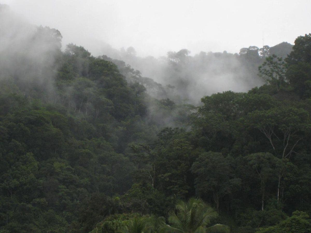 Mist hanging over Costa Rican rainforest