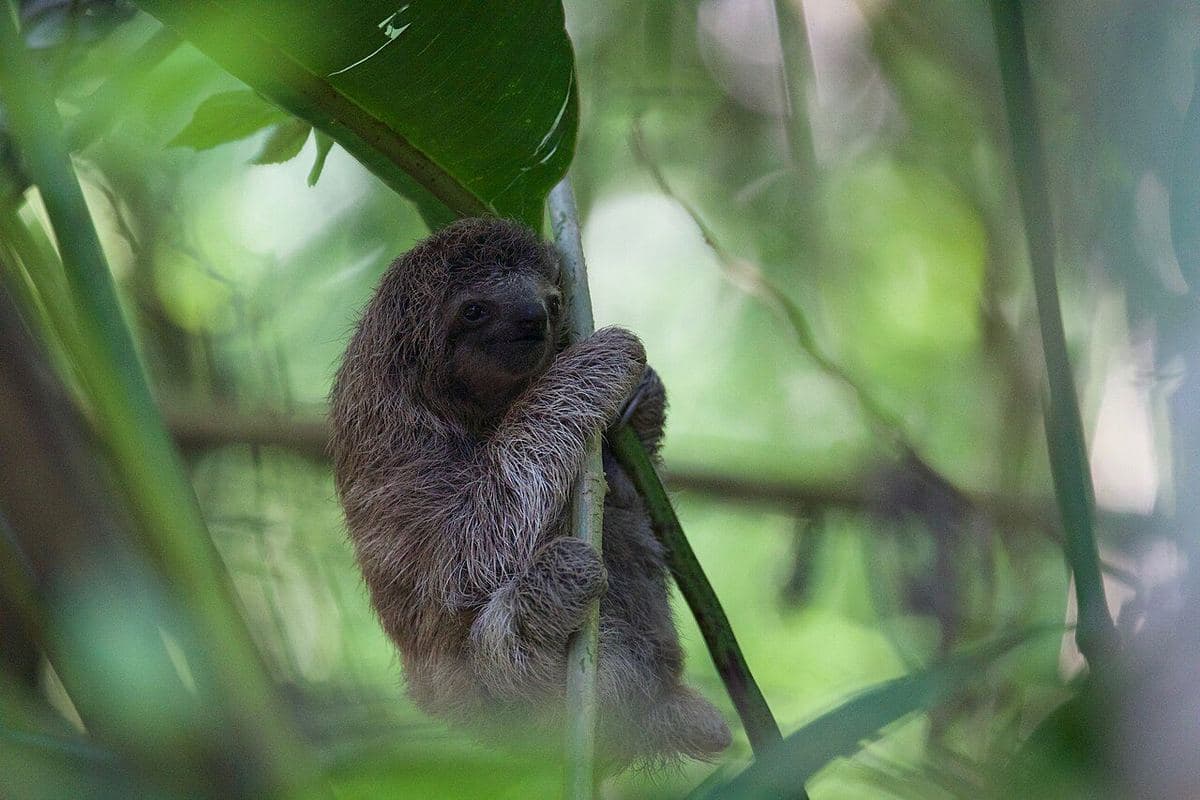 Three toed sloth in the canopy