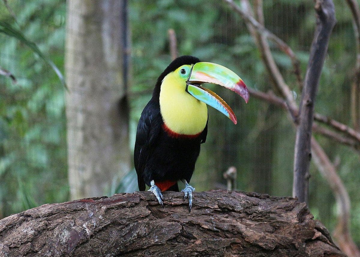 Keel billed toucan on a branch